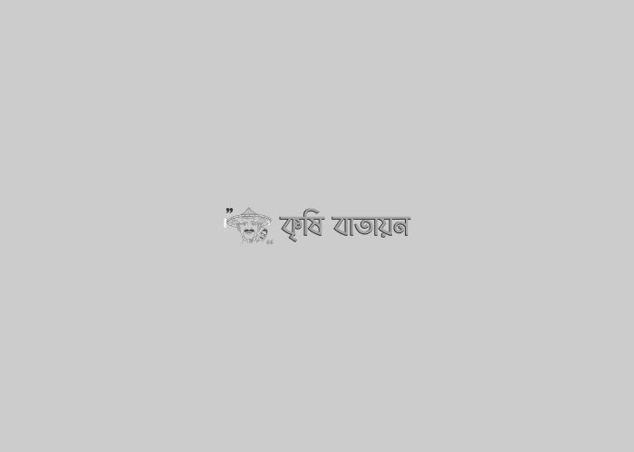 নন্দীগ্রামে আউশ চাষের সুদিন ফিরে আসছে